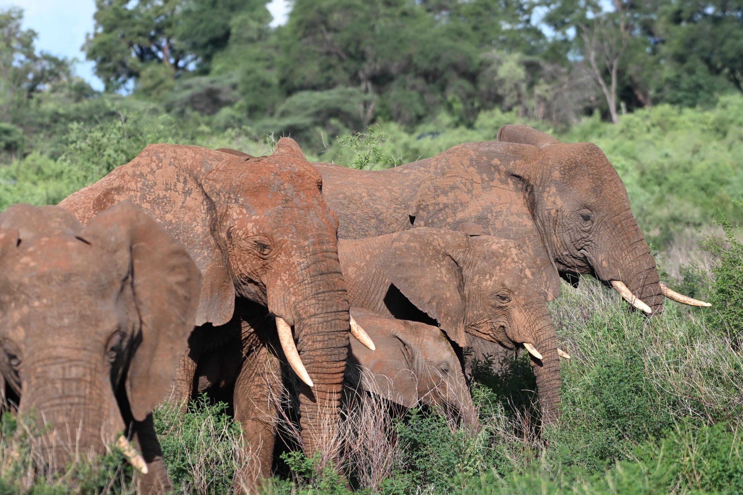 Elephants roaming in Meru National Park